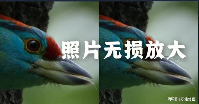 照片放大不再模糊！开元棋牌AI助力让